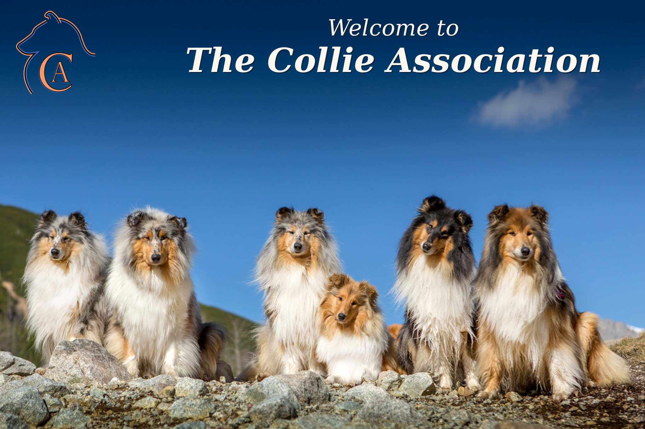 Welcome to The Collie Association